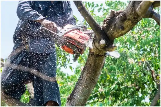 tree services Odell